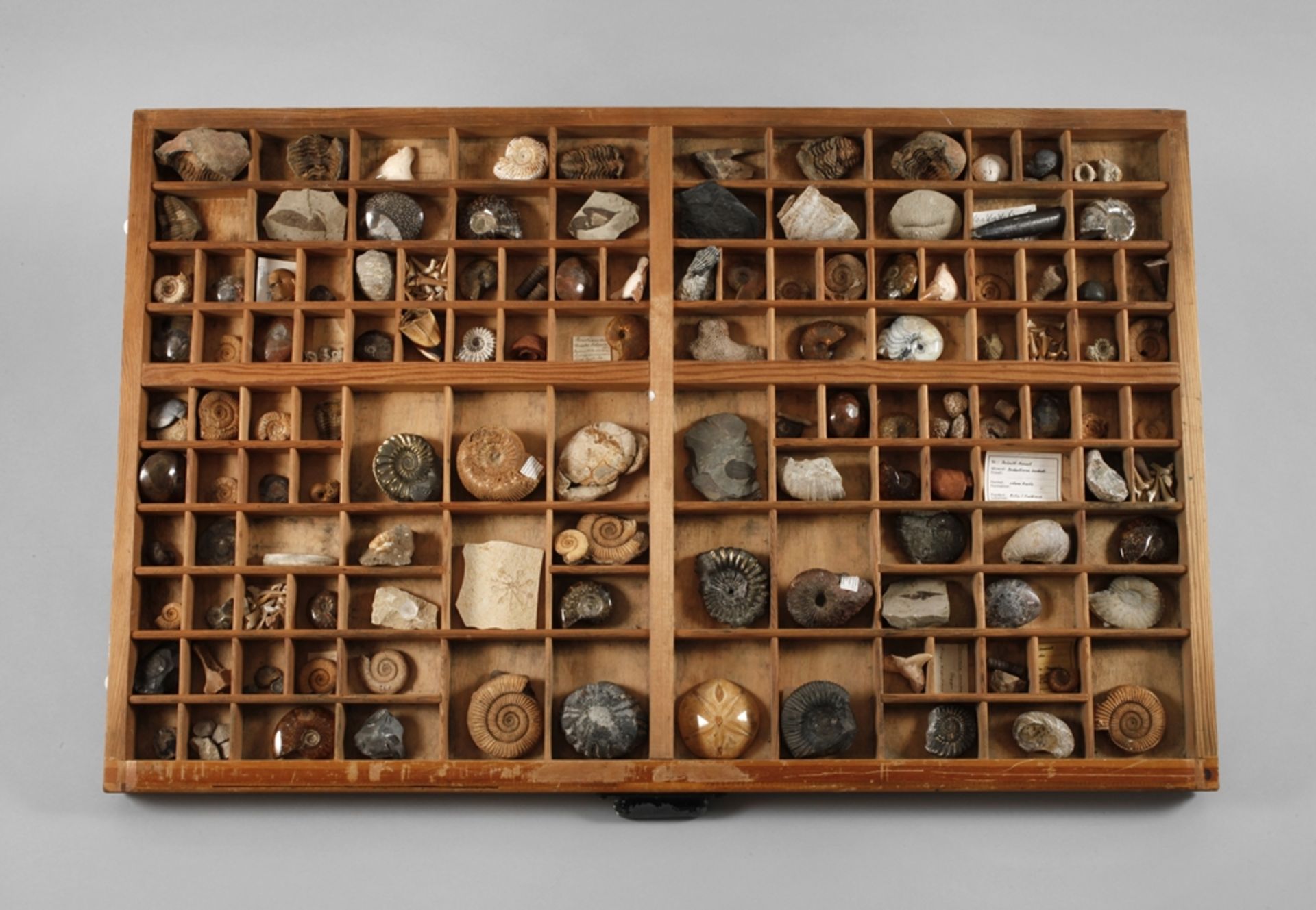 Fossil collection 