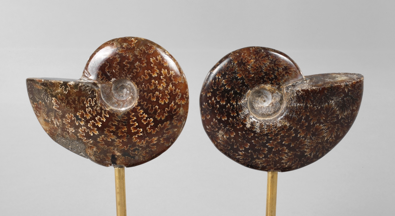 Pair of ammonites on base