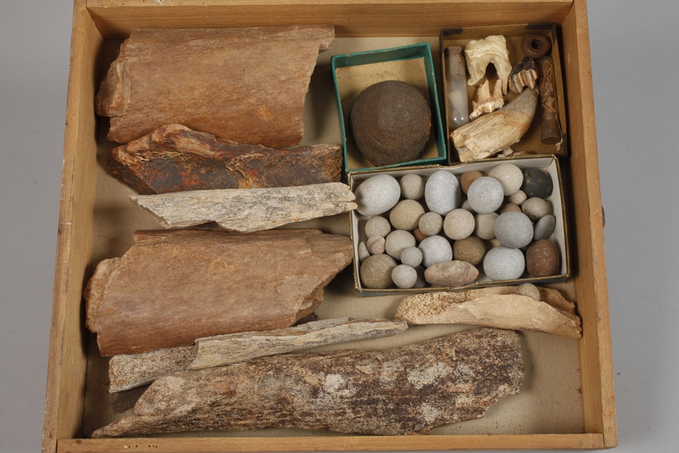 Extensive Fossil Collection Germany - Image 19 of 21