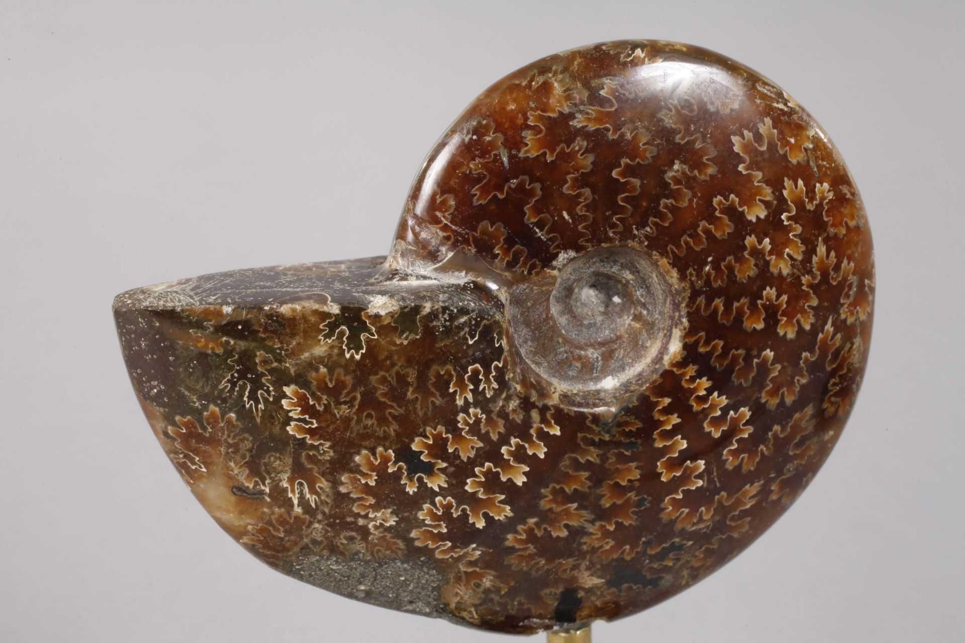 Paar Ammoniten auf Sockel - Bild 3 aus 4