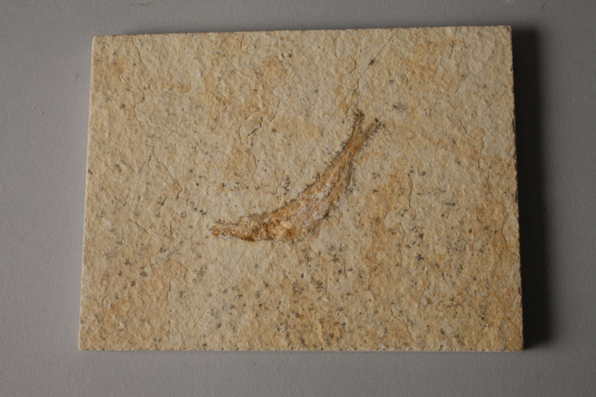 Sammlung Fossilien - Bild 3 aus 7