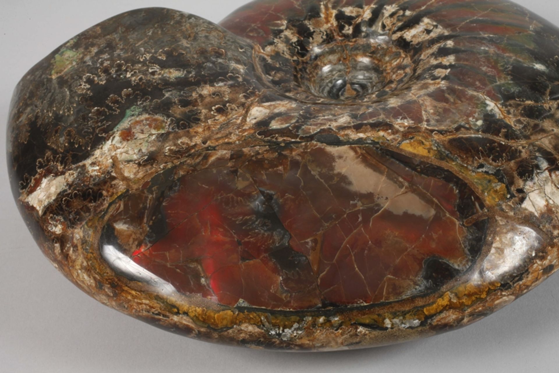 Prächtiger opalisierter Ammonit - Bild 3 aus 4