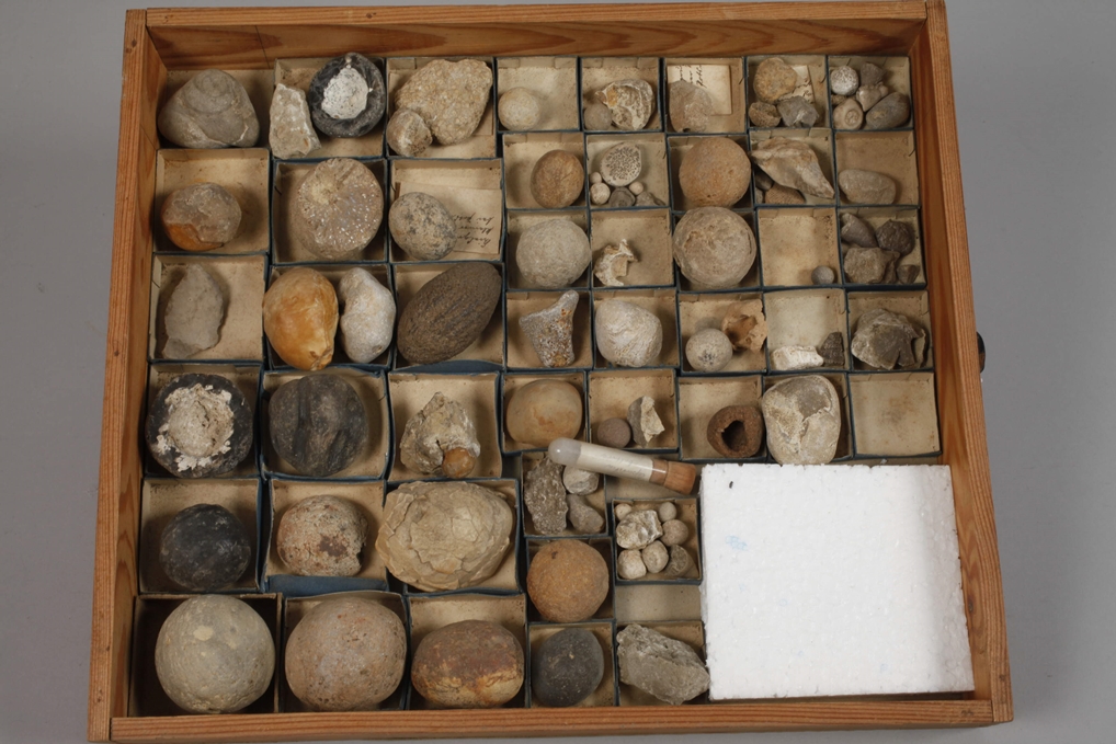 Extensive Fossil Collection Germany - Image 17 of 21