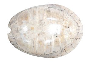 Of Taxidermy and natural history interest: a circa 1900 white turtle shell carapace, 60 by 46 by