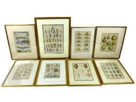 A collection of eight gilt framed decorative prints of shells, eggs, desserts, maritime and fruit,