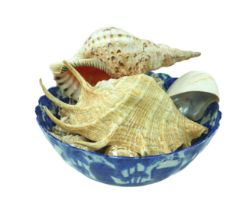 A collection of seashells, including a nautilus shell, a conch shell, together with a blue and white