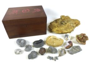 An interesting collection of fossils and rocks, including a prepared Trilobite, Enchodus jaw,
