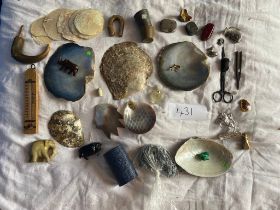 A collection of shells, small animals and miscellaneous curios