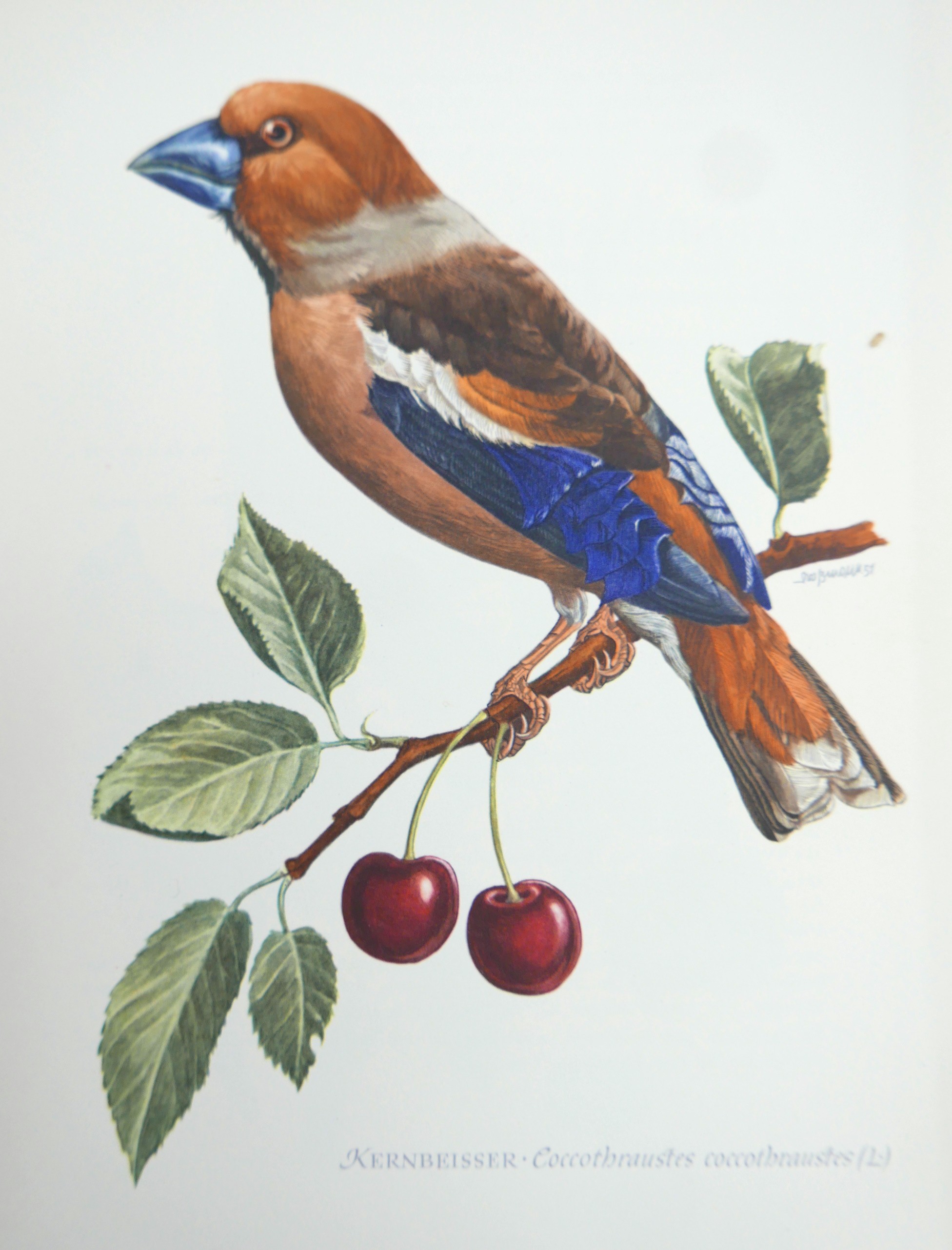 Natural history five folios in German including birds, insects, fauna and animals. Also Fr Berge's - Image 11 of 17