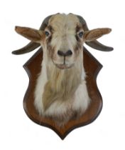 A taxidermy goat's head on a wooden shield, 52cm by 51cm by 56cm.