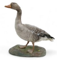 Taxidermy: a goose, stuffed and mounted in standing position, on oval, naturalistic base.