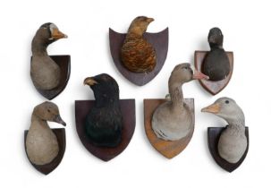 Taxidermy: a group of seven wildfowl/game birds, stuffed and mounted on to shields, some with labels