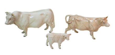 Three Beswick Charolais cattle figurines, comprising a bull, 12.5cm high, a cow, 11cm high, and a