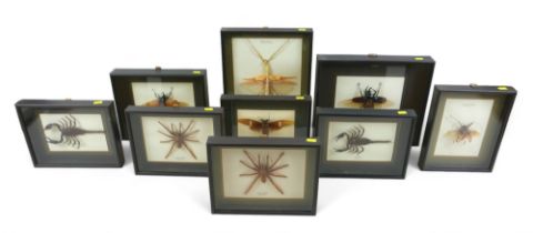 A group of mounted and framed insects and arachnids, including tiger spider, scorpion, Atlas beetle,