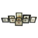 A group of mounted and framed insects and arachnids, including tiger spider, scorpion, Atlas beetle,