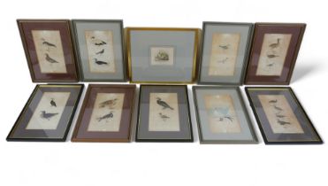 A collection of ten 19th century coloured prints of birds, most by Robert Mudie from the St Martin