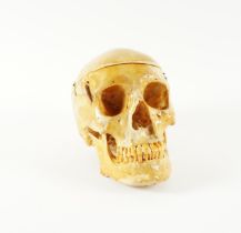 A HUMAN SKULL FOR MEDICAL STUDY