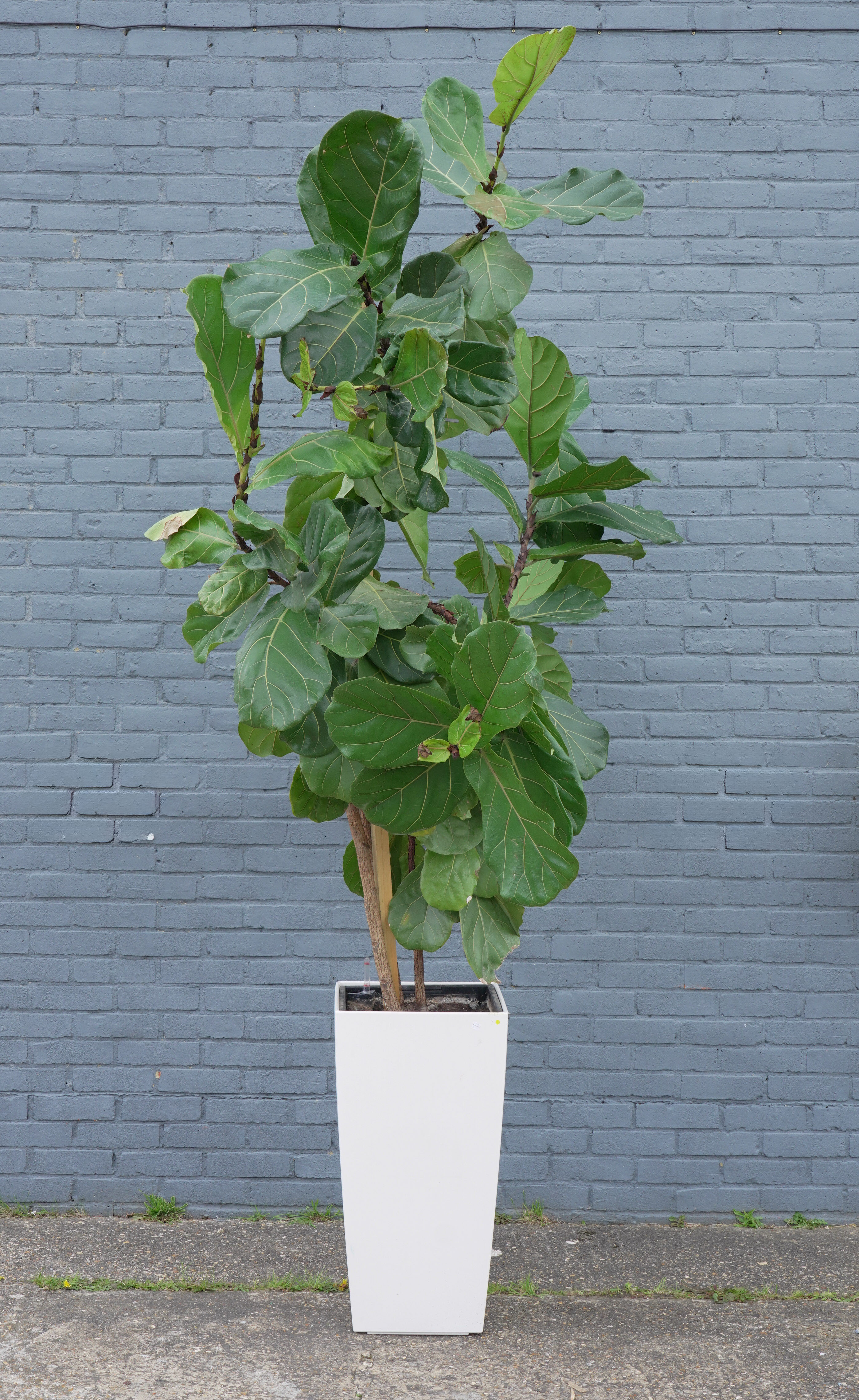 A MATURE POTTED FIG TREE IN A WHITE RESIN TAPERING SQAURE PLANTER