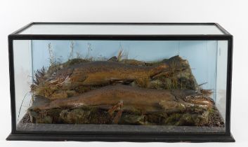 TAXIDERMY: TWO CASED SEA TROUT