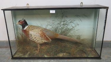 An antique taxidermy specimen of a male pheasant, in an ebonised glass case. H46cm W82cm D19cm (