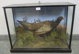 An antique cased taxidermy specimen of a female pheasant, in an ebonised glass case with a plinth