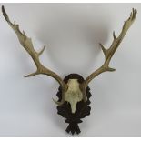 A pair of English Fallow deer antlers mounted on a carved wood plaque. 75 cm total height. Condition