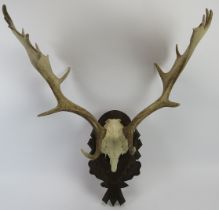 A pair of English Fallow deer antlers mounted on a carved wood plaque. 75 cm total height. Condition