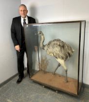 A turn of the century cased taxidermy specimen of a Rhea, within a naturalistic setting. H126cm