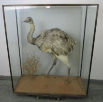A turn of the century cased taxidermy specimen of a Rhea, within a naturalistic setting. H126cm