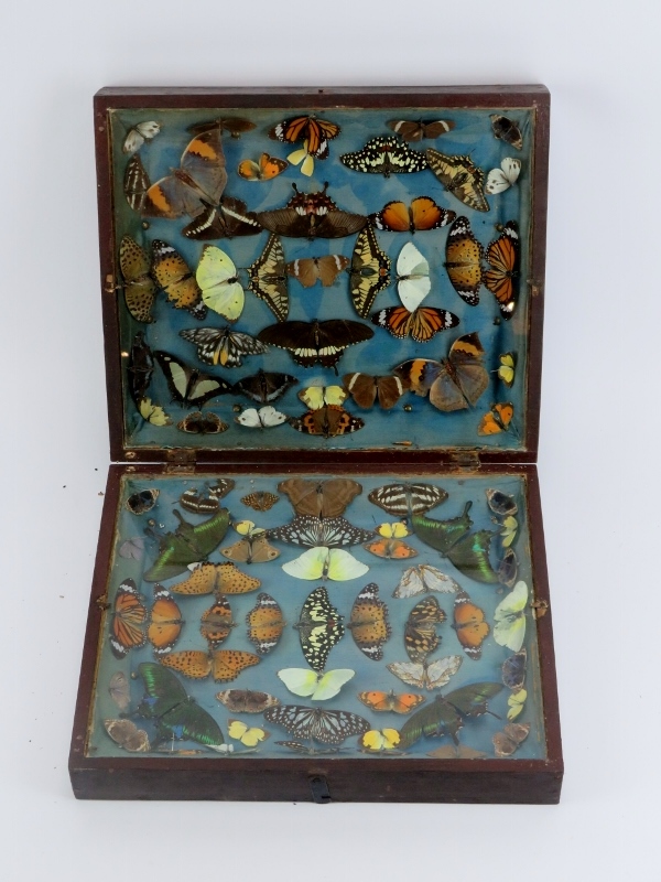 Taxidermy: A lepidoptery collection in a folding display case, 19th century/early 20th century.