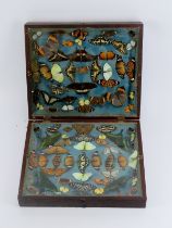 Taxidermy: A lepidoptery collection in a folding display case, 19th century/early 20th century.