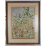 Michelle Bennett Oates (1928-2009) - A framed & glazed watercolour, 'Woodpecker on a branch with