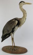 Taxidermy & Natural History: A British taxidermied grey Heron, 20th century. Mounted on an oval