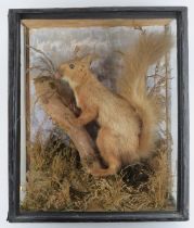 Taxidermy & Natural History: A British taxidermied red squirrel, late 19th/early 20th century.