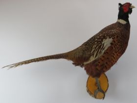 Taxidermy & Natural History: A British taxidermied male pheasant, 20th century. Modelled on a