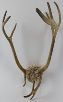 Taxidermy & Natural History: A pair of eleven point red stag antlers, 20th century. 53 cm height.