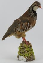 Taxidermy & Natural History: A British taxidermied red legged partridge, 20th century.