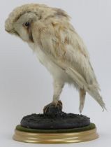 Taxidermy & Natural History: A British taxidermied snowy owl, 20th century. Naturalistically mounted