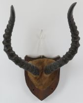 Taxidermy & Natural History: A pair of African impala horns, 20th century. Mounted on an oak