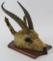 Taxidermy & Natural History: A pair of African gazelle horns, 20th century. Mounted on an oak wall