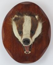 Taxidermy & Natural History: A British taxidermied badger head, 20th century. Mounted on a faceted