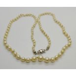 A cultured pearl princess necklace, the graduated pearls from 3-3.5mm to 7-7.5mm, 51cm long, with