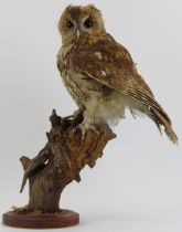 Taxidermy & Natural History: A British taxidermied tawny owl, 20th century. Naturalistically mounted