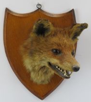 Taxidermy & Natural History: A British taxidermied fox head, 20th century. Mounted on an oak