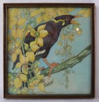 Kay Nixon (1895-1988) - A framed & glazed, 'Myna bird on a tree', signed lower middle K Nixon.