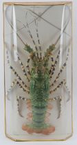 Taxidermy & Natural History: A taxidermied tropical rock lobster, 20th century. Housed in a