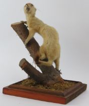 Taxidermy & Natural History: A British taxidermied weasel, 20th century. Naturalistically modelled