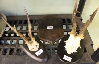 Two Roe deer skull / horn trophies, mounted on wooden shield, together with a blank oak shield