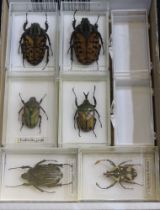 Box set of 6 exotic beetles: Latin named and displayed in individual clear cases