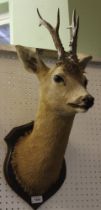 Roe deer head trophy, full neck mount, good condition, mounted on polished oak shield